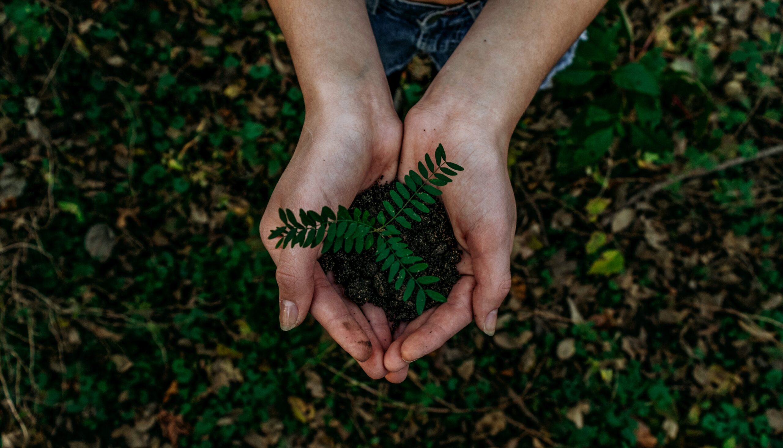 Cupped hands hold a pile of soil with a plant extending from the soil.